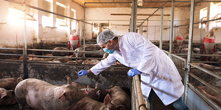 Tierseuchen als strategisches Risiko: Was Landwirte aktuell beschäftigt