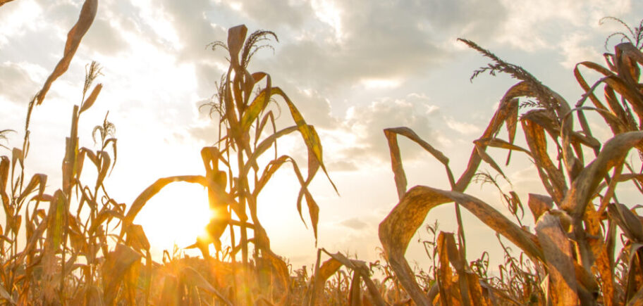Krise in der Landwirtschaft 2026: Studie zeigt größte Herausforderungen deutscher Betriebe