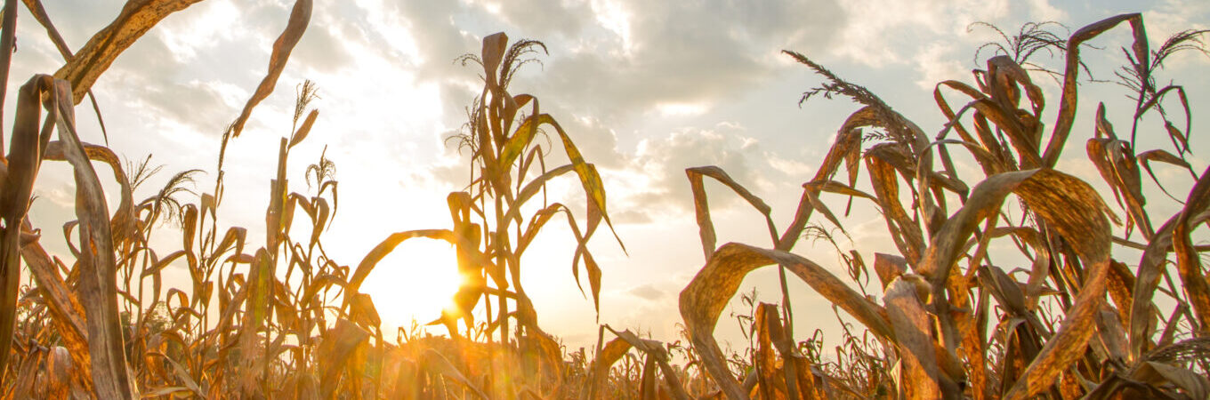 Landwirtschaft in der Krise: Herausforderungen zum Beispiel durch vertrockneter Mais aufgrund anhaltender Hitzeperioden